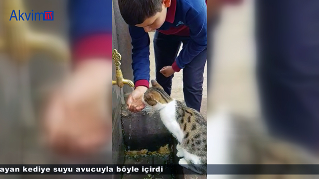 Kedi Böyle Su İçti