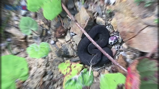 Kastamonu’da nadir bulunan zehirli baran engerek yılanı görüntülendi