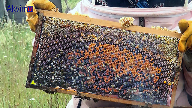 Sattığı bileziğiyle bir kovan arı aldı, şimdi 200 kovan arıya ulaştı.