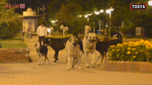 Sokak Köpekleri Motosiklet Sürücüsüne Saldırdı Sürücü Kaçmak İsterken 3 Metrelik Uçurumdan Yuvarlandı