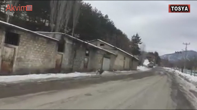 Aç Kalan Karaca Şehir Merkezine İndi