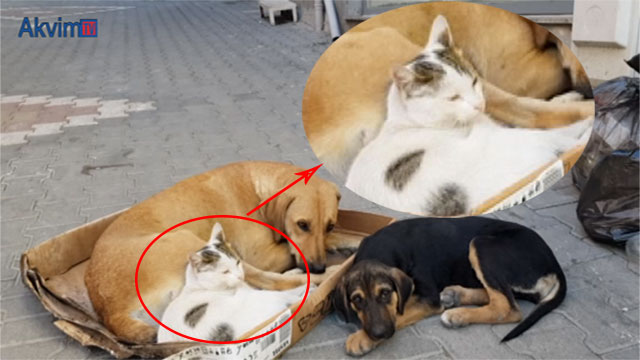 Kedi ile köpeğin dostluğu görenleri hayrete düşürüyor