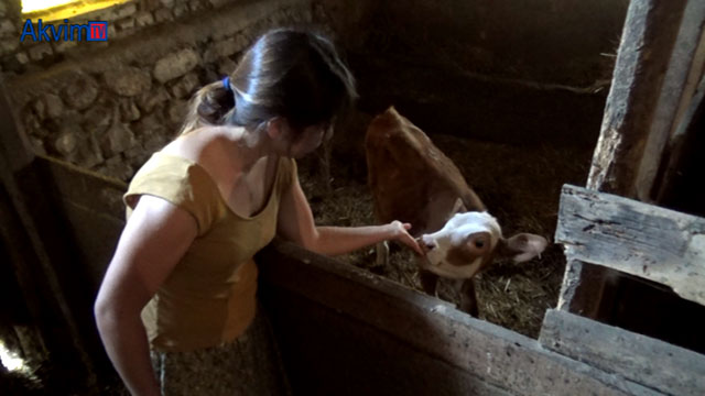 Üniversiteli genç kız, Kastamonu’da imece usulü köy işlerinde çalışıyor.