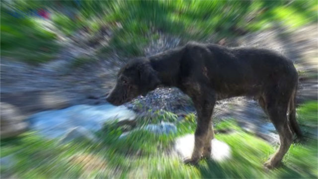 Uyuz ve Hastalıklı Köpeklerin Bastığı Köyde, Çocukların Dışarı Çıkması Yasaklandı.